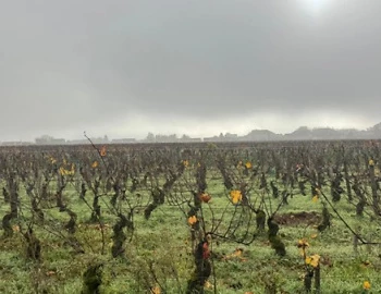 Burgund 2024 Vintage Report