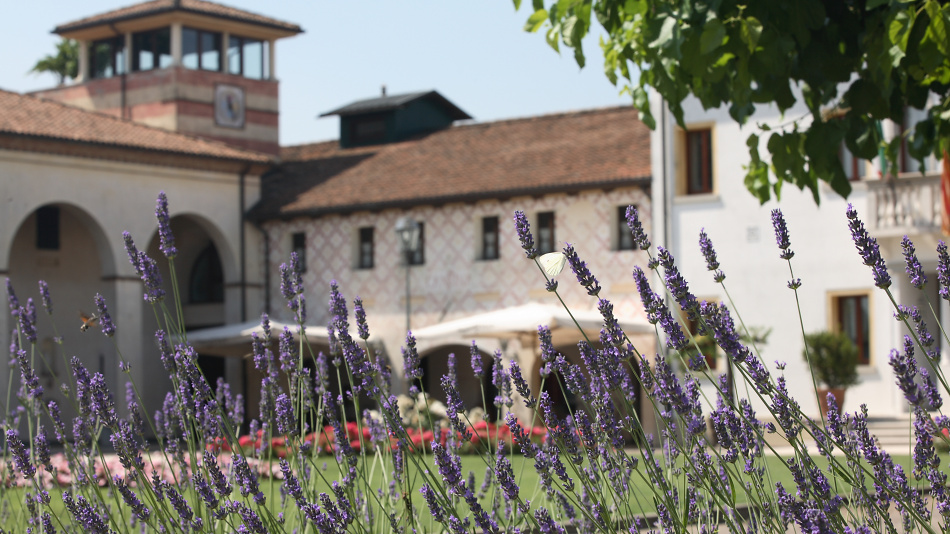 cantina con farfalla