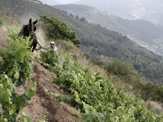 Agust&iacute;n working in the vineyards of Las Lamas in the village of Corull&oacute;n 950x666
