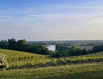 Bordeaux 2025 Vintage Report: «Structure et muscles»