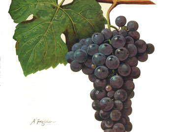 Aglianico