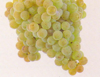 Albarino