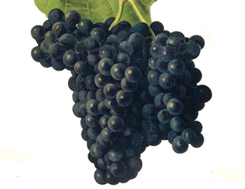 Alicante Bouschet