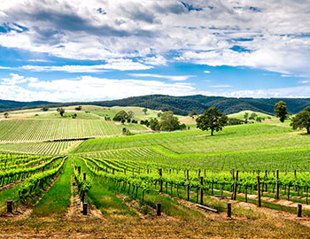 Barossa Valley S