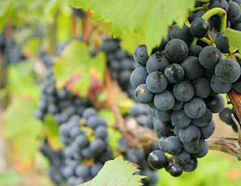 Blaufraenkisch