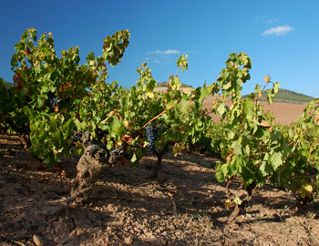 Bodegas Vega Sindoa