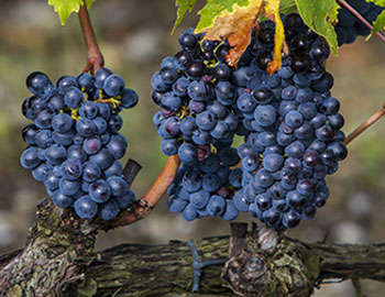 Brunello