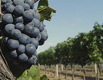 Burgenland S