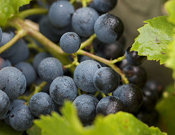 Carignan