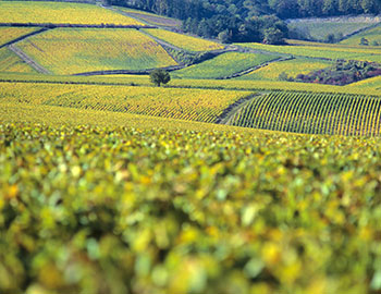 Chablis S
