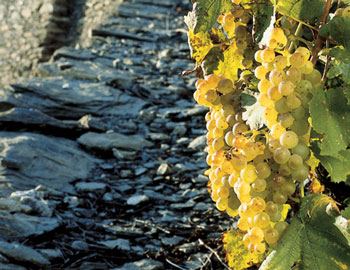 Chasselas