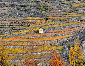Cornulus Herbst