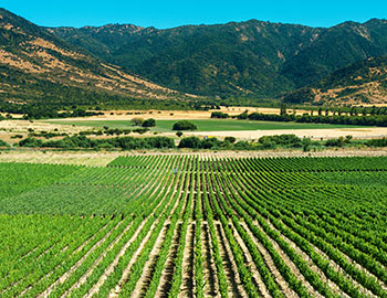 Colchagua