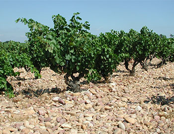 Domaine des Pères de l'Eglise