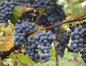 Gamay