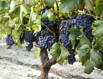 Garnacha
