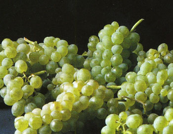Godello