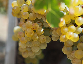 Grenache Blanc