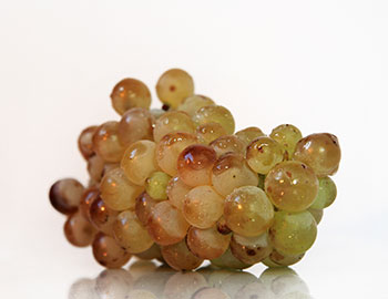 Macabeo