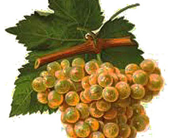 Marsanne