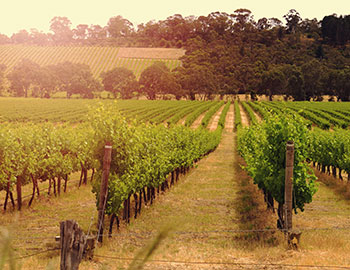 McLarenVale S