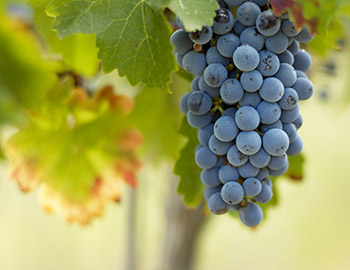 Merlot