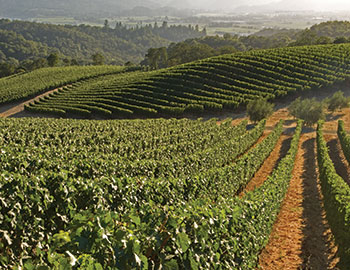 Merryvale Vineyards