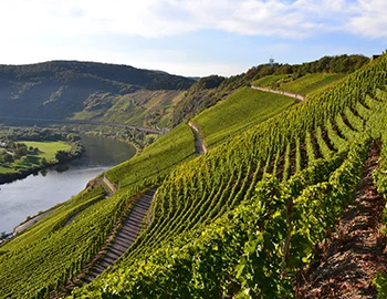 Mosel S