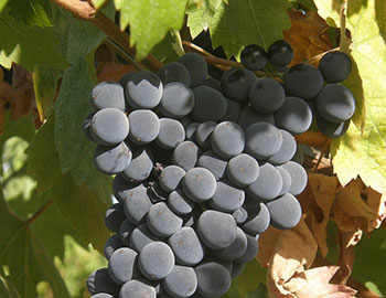 Montepulciano