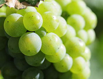 Müller Thurgau