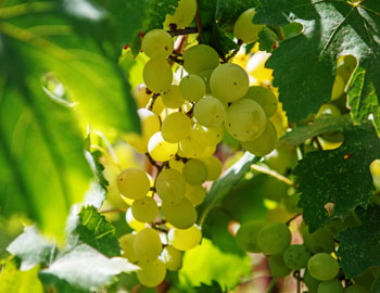 Muscat