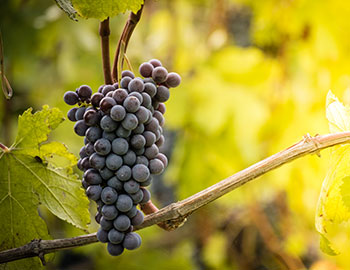 Nebbiolo