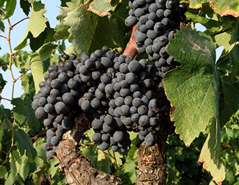 Negroamaro