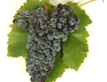 Nero dAvola