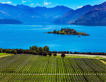 Neuseeland Vineyards