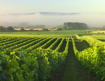 Nyetimber L