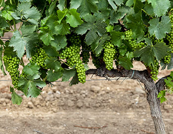 Penedes S