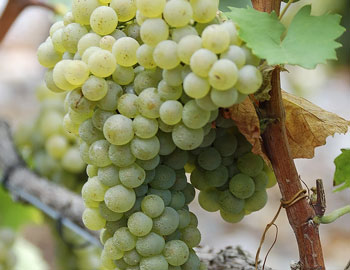 Petite Arvine