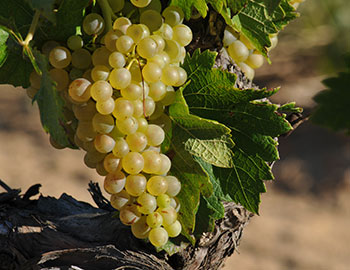 Picpoul