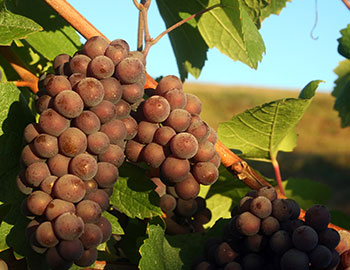 Pinot Grigio