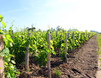 Pomerol S