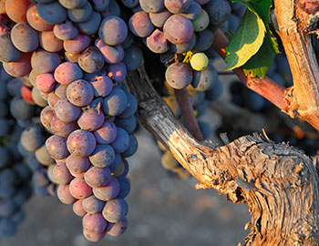 Primitivo