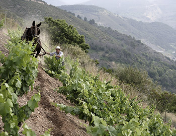 Rioja S