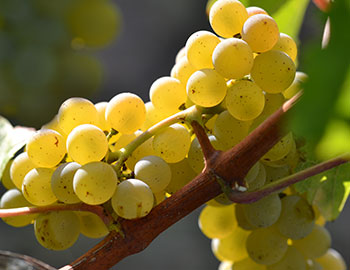 Sauvignon Blanc