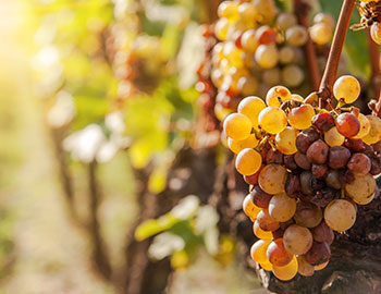 Semillon
