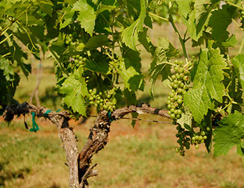 Seyval Blanc