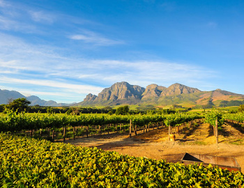 4G Wines