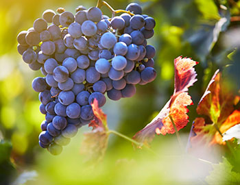 Syrah