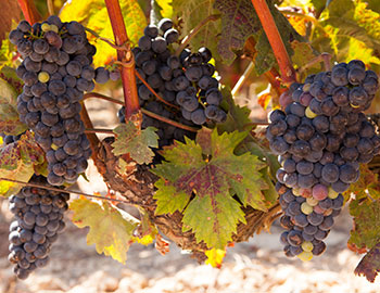 Tempranillo