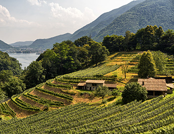Ticino S
